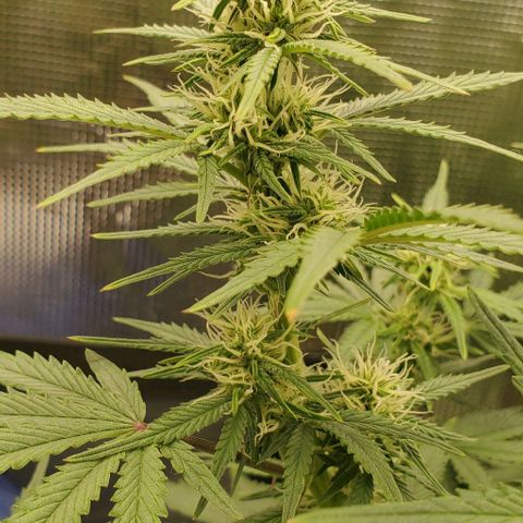 Think Different growlog timeline photo
