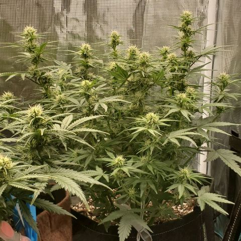 Think Different growlog timeline photo