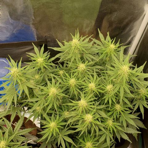 Think Different growlog timeline photo