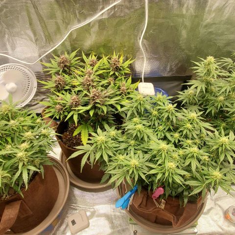 Purple Lemonade growlog timeline photo