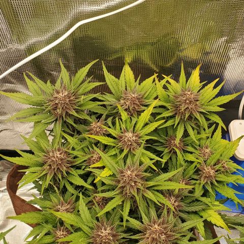 Purple Lemonade growlog timeline photo