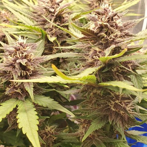 Purple Lemonade growlog timeline photo