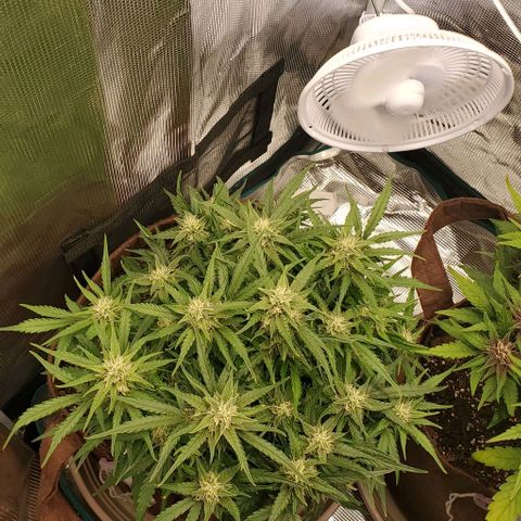 Zkittlez growlog timeline photo