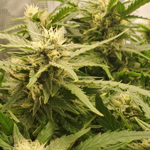 Zkittlez growlog timeline photo