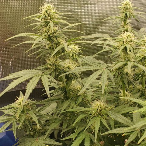 Think Different growlog timeline photo