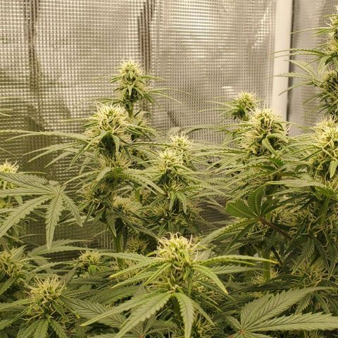 Think Different growlog timeline photo