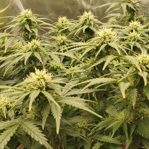 Gorilla Cookies growlog timeline photo