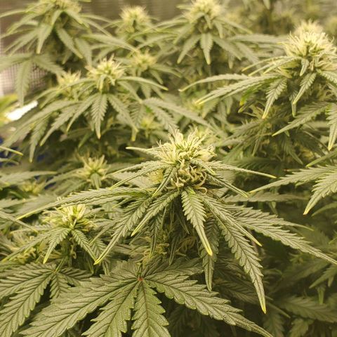 Gorilla Cookies growlog timeline photo
