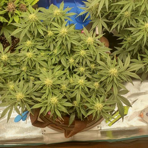 Gorilla Cookies growlog timeline photo