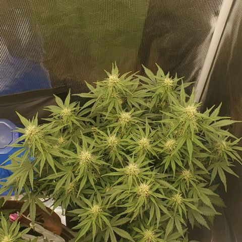 Think Different growlog timeline photo
