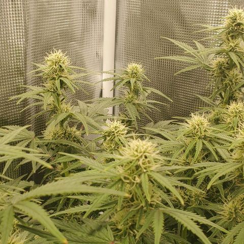 Think Different growlog timeline photo