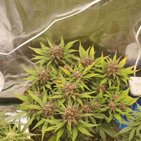 Purple Lemonade growlog timeline photo