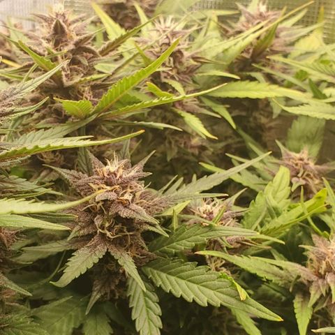 Purple Lemonade growlog timeline photo
