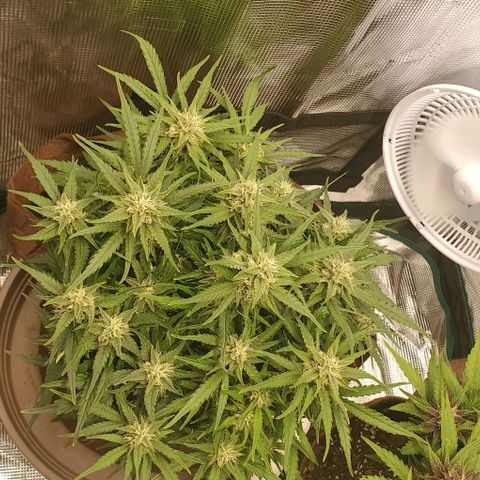 Zkittlez growlog timeline photo