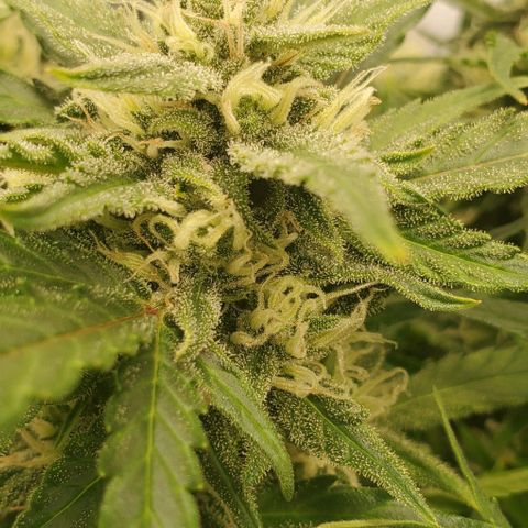 Zkittlez growlog timeline photo