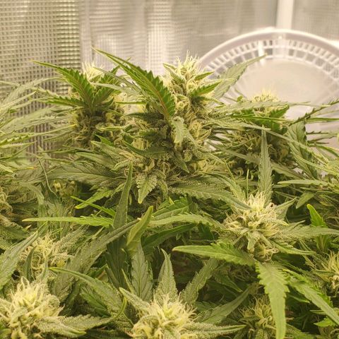 Zkittlez growlog timeline photo