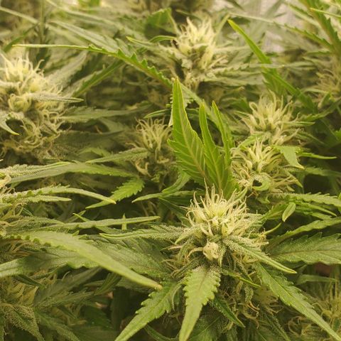 Zkittlez growlog timeline photo