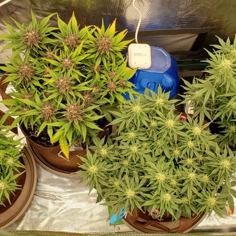 Purple Lemonade growlog timeline photo