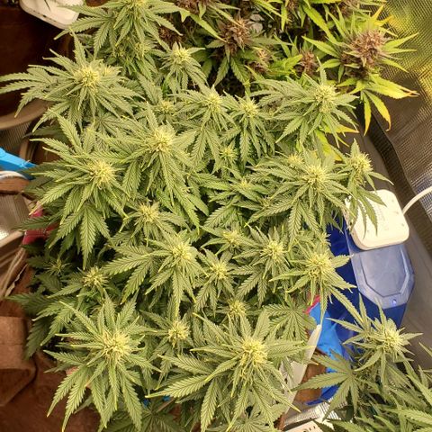 Gorilla Cookies growlog timeline photo