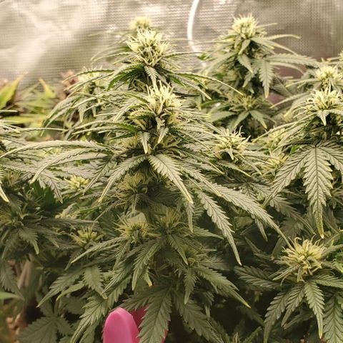 Gorilla Cookies growlog timeline photo