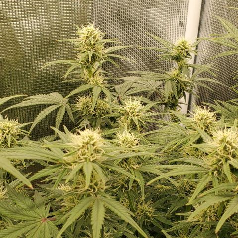 Think Different growlog timeline photo