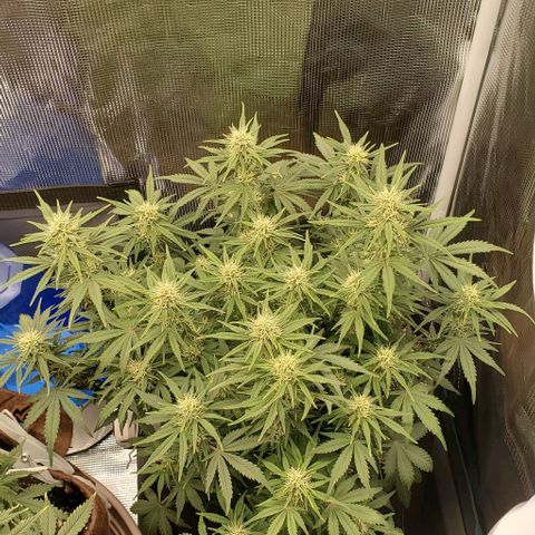 Think Different growlog timeline photo