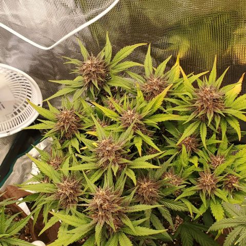 Purple Lemonade growlog timeline photo