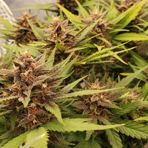 Purple Lemonade growlog timeline photo
