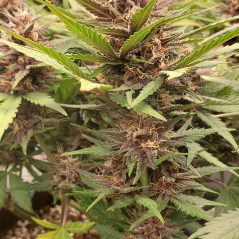 Purple Lemonade growlog timeline photo