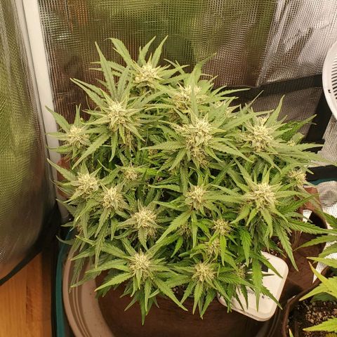 Zkittlez growlog timeline photo