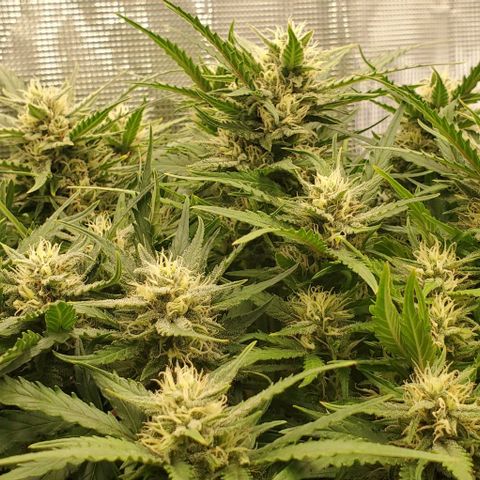 Zkittlez growlog timeline photo