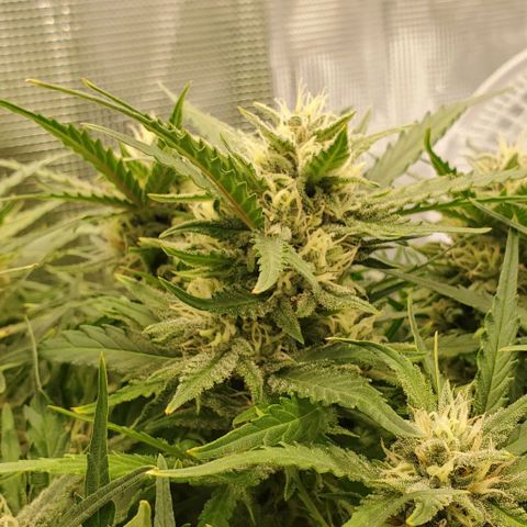 Zkittlez growlog timeline photo
