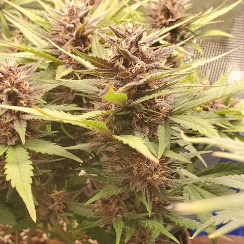 Purple Lemonade growlog timeline photo