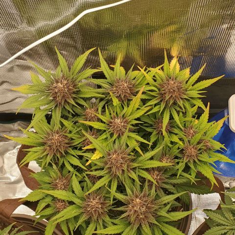 Purple Lemonade growlog timeline photo