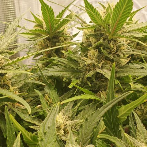 Zkittlez growlog timeline photo