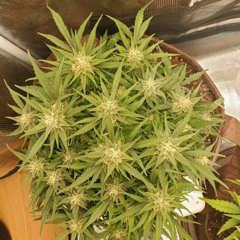 Zkittlez growlog timeline photo
