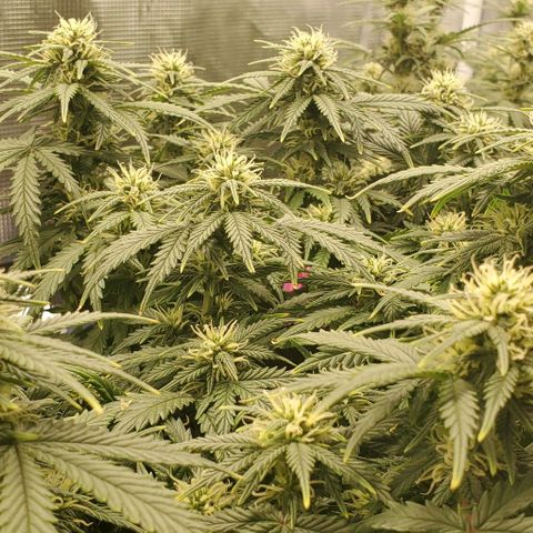 Gorilla Cookies growlog timeline photo