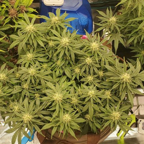 Gorilla Cookies growlog timeline photo