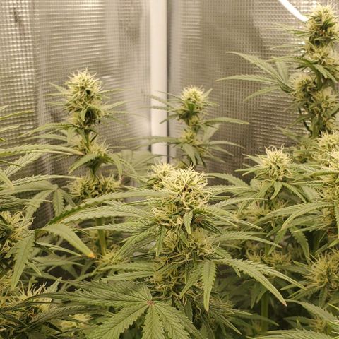 Think Different growlog timeline photo