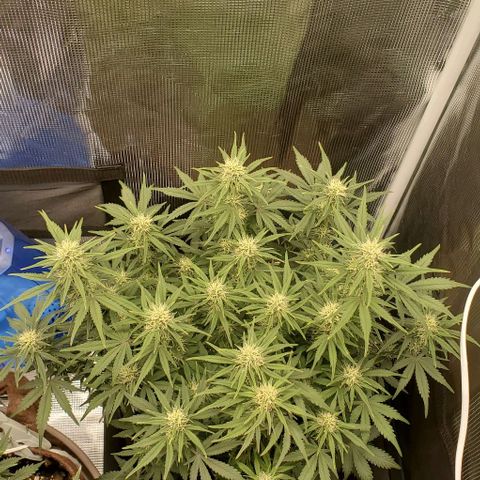 Think Different growlog timeline photo