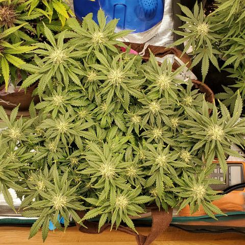 Gorilla Cookies growlog timeline photo