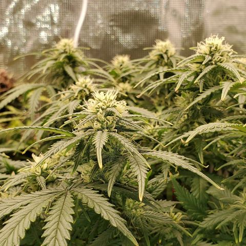 Gorilla Cookies growlog timeline photo