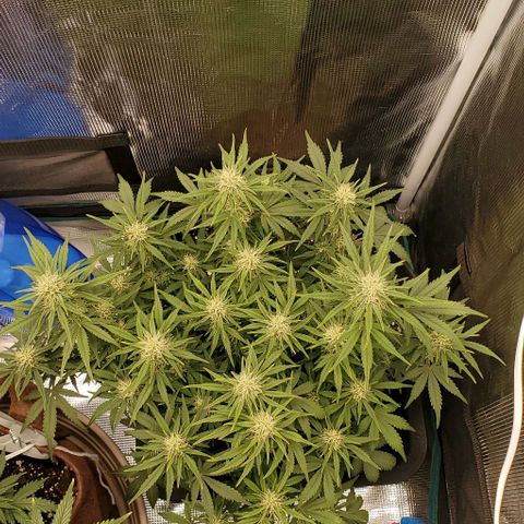 Think Different growlog timeline photo