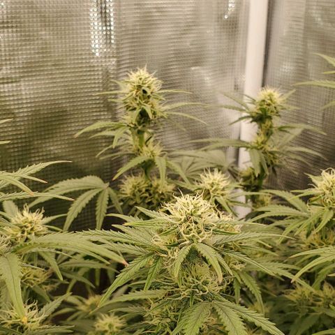 Think Different growlog timeline photo