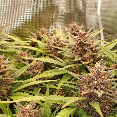 Purple Lemonade growlog timeline photo