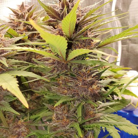 Purple Lemonade growlog timeline photo