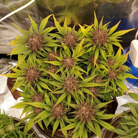 Purple Lemonade growlog timeline photo