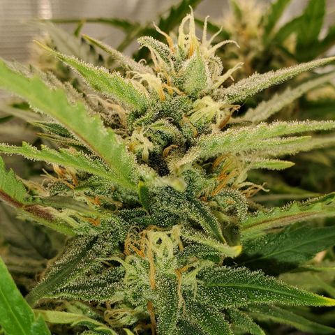 Zkittlez growlog timeline photo