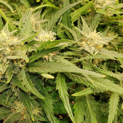 Zkittlez growlog timeline photo