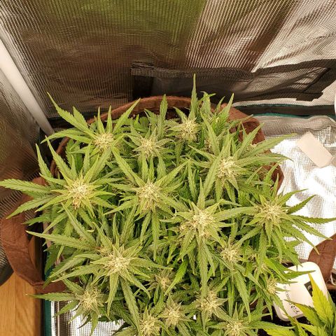 Zkittlez growlog timeline photo